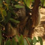 Newcastle - Blackbutt Reserve 